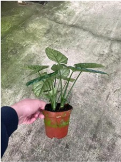 Алоказия Magic Mirror д.12