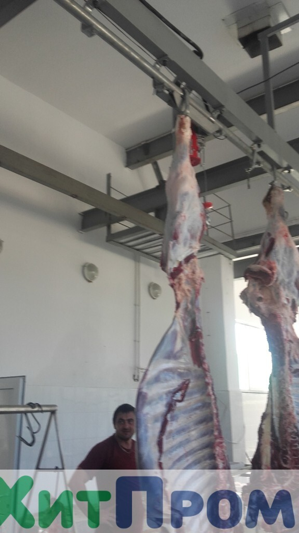 Линия ритуального убоя КРС 50 голов/смена. Ставропольский край