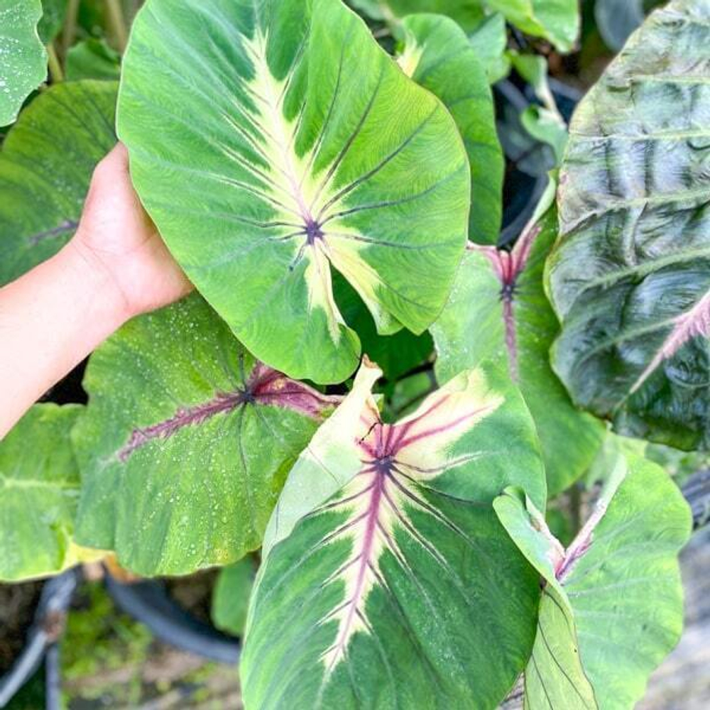 Колоказия ANGEL MASK