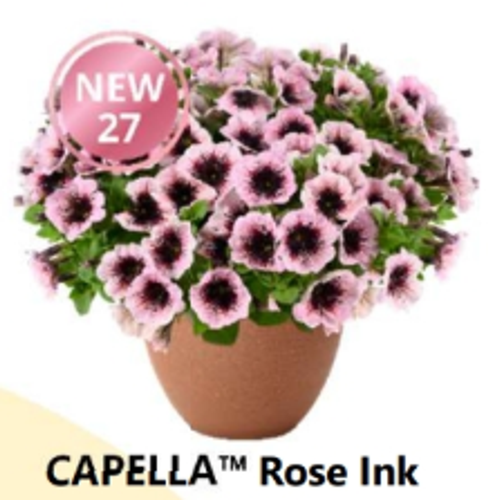 НОВИНКА 2027 ЕВРО Петуния CAPELLA Rose Ink ЕВРО укоренный черенок СЕРЕДИНА НОЯБРЯ поставка 1