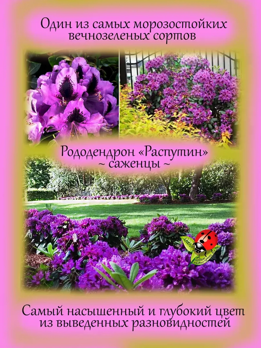 Рододендрон Распутин морозостойкий