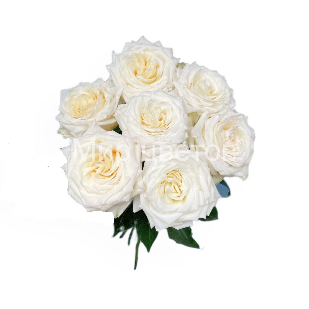 Роза Канделайт