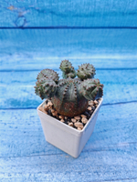 Euphorbia Pseudoglobosa (Эуфорбия)