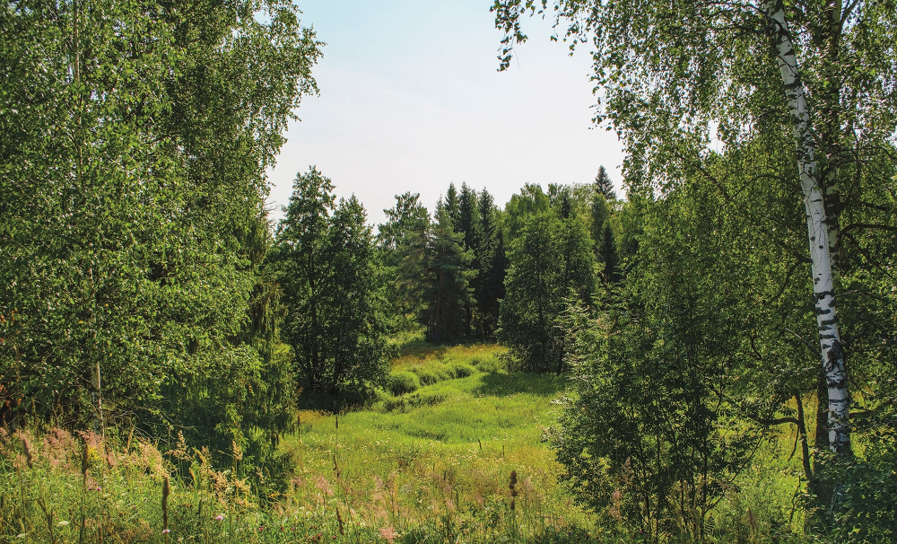 Коллекция Лес