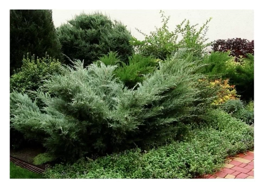 Можжевельник виргинский Хетц Р9 15-20см *15-30 см Закупка М62 апрель-май 2026