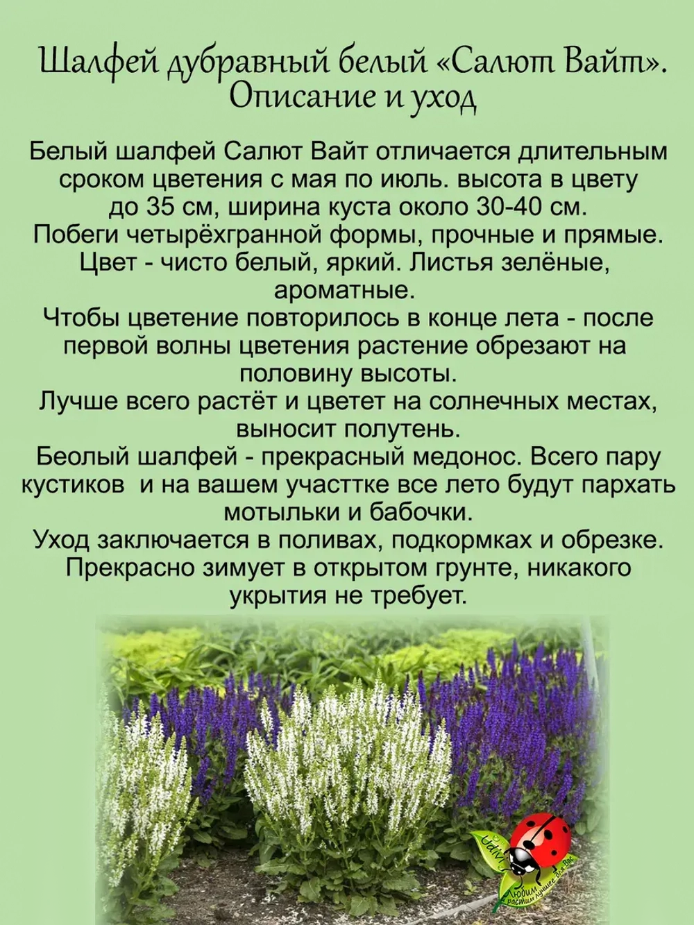 Шалфей Салют Вайт белый дубравный