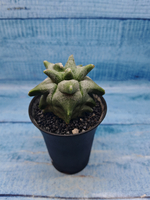 Astrophytum Myriostigma monstrosa (Астрофитум)