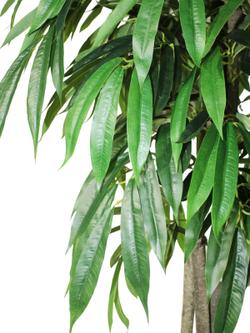 Искусственное дерево Фикус Лонгифолия 170 см в высоком круглом белом кашпо