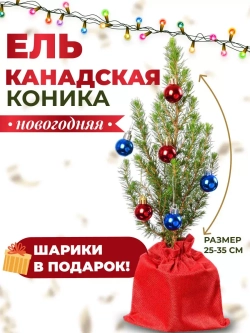 Саженец Ель канадская Коника новогодняя