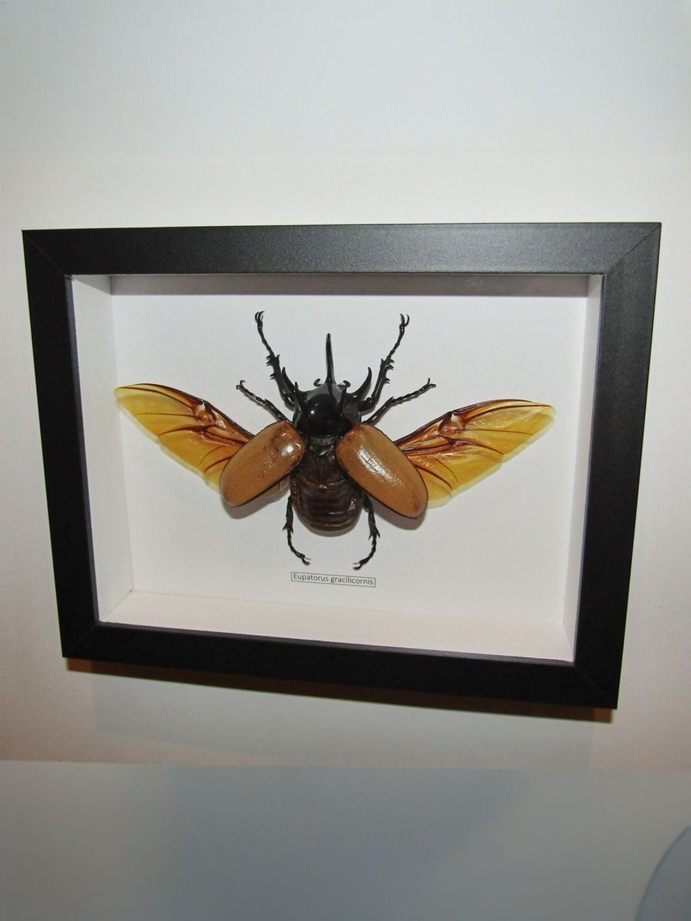 Жук Eupatorus gracillicornis в рамке