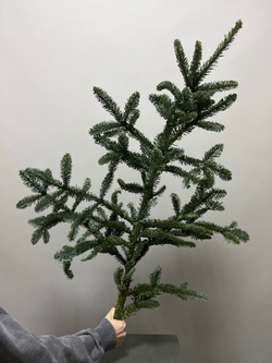 Ветка Нобилис 1 ветка