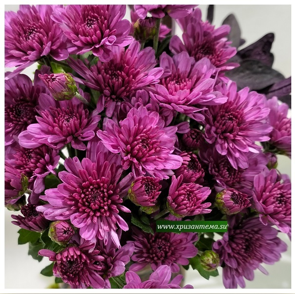 Хризантема мультифлора Bransound Purple м. 179(отгрузка май 2025г)