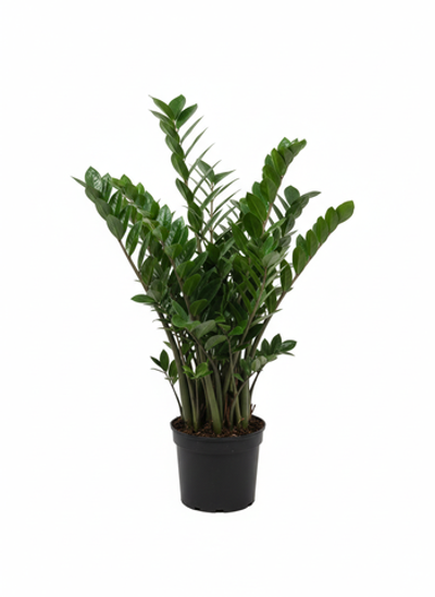 Замиокулькас Pointed Leaf д. 25