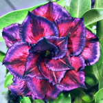 Адениум обесум PURPLE WIND