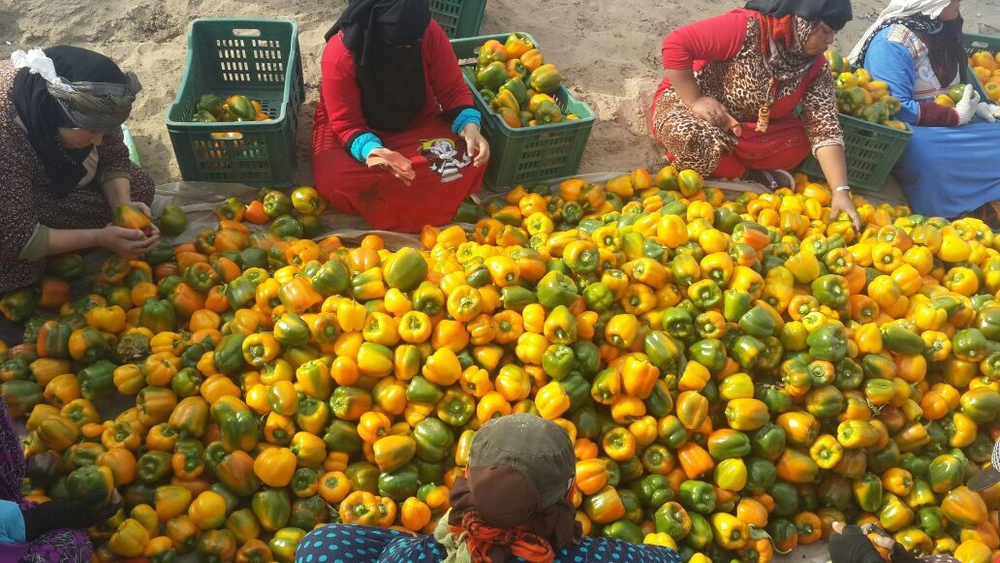 болгарский красный перец. зеленый перец, желтый перец- Египет