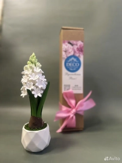 Гиацинт в подарок к празднику