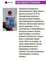 Петуния мультифлора Селебрити F1 Блю Айс blue