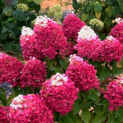 Гортензия метельчатая "Строберри Блоссом" 7,5л