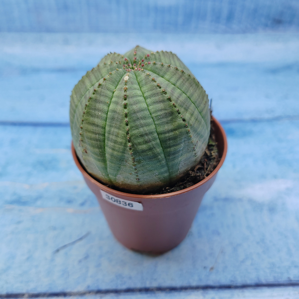 Euphorbia Obesa (Эуфорбия)