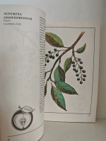 Дикорастущие плоды, ягоды, грибы. Каталог