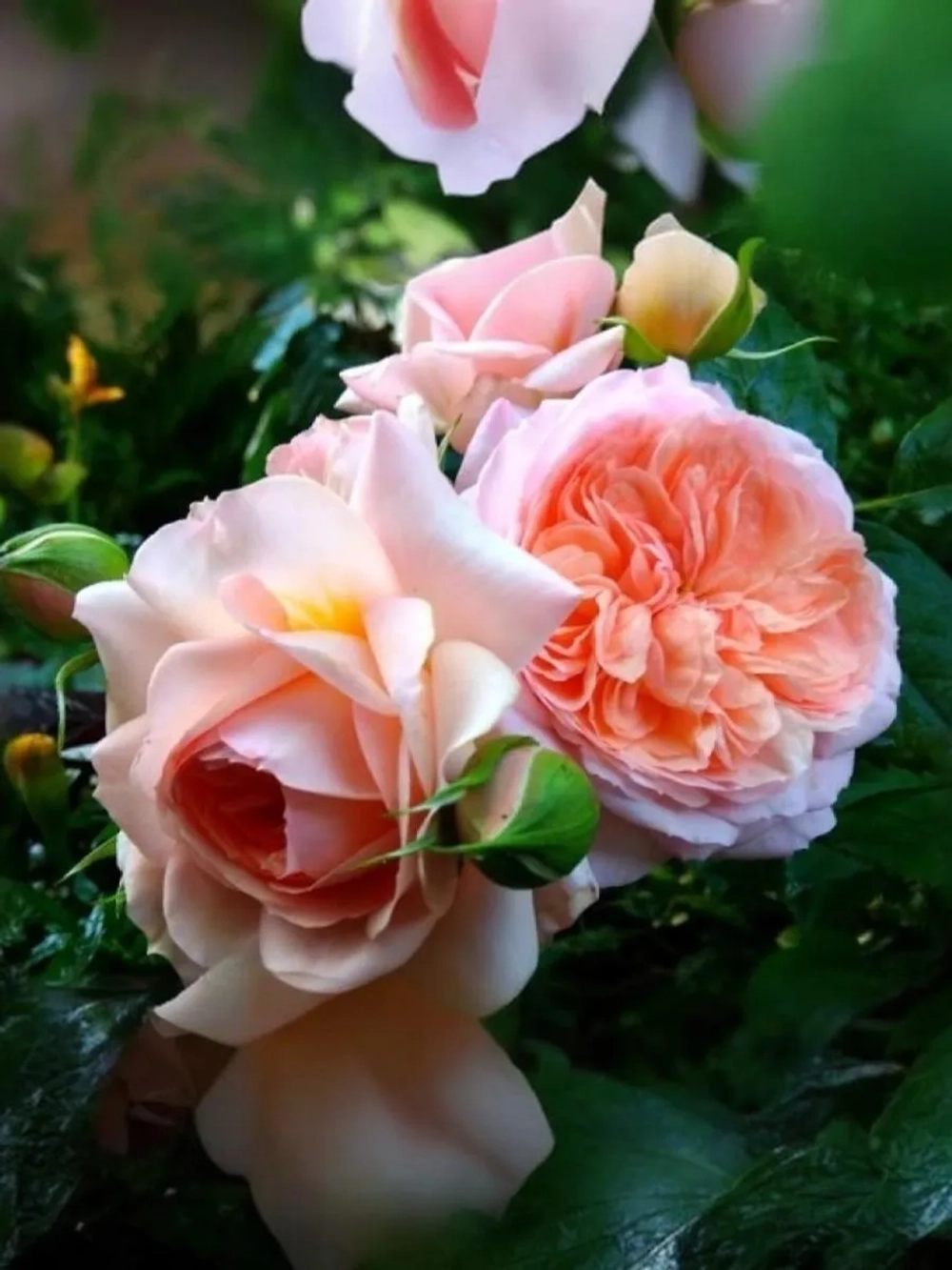 Роза чайно-гибридная Сурир дю Хавр