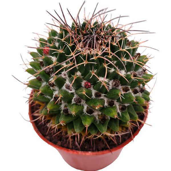 Маммиллярия (Mammillaria sp.)