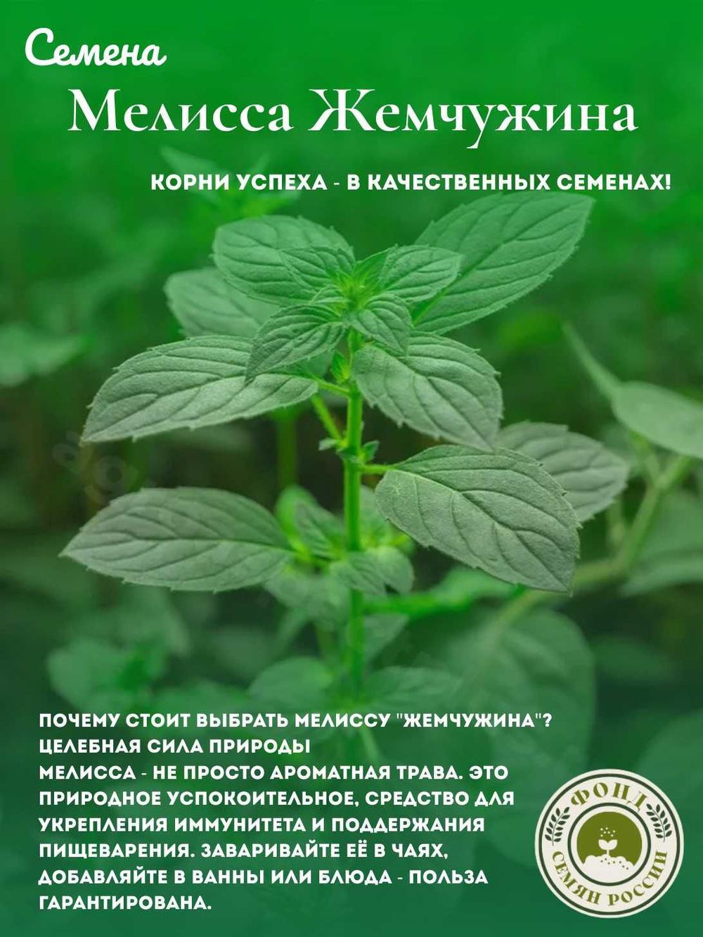 Мелисса Лекарственная, Жемчужина, Семена 0,1 гр.
