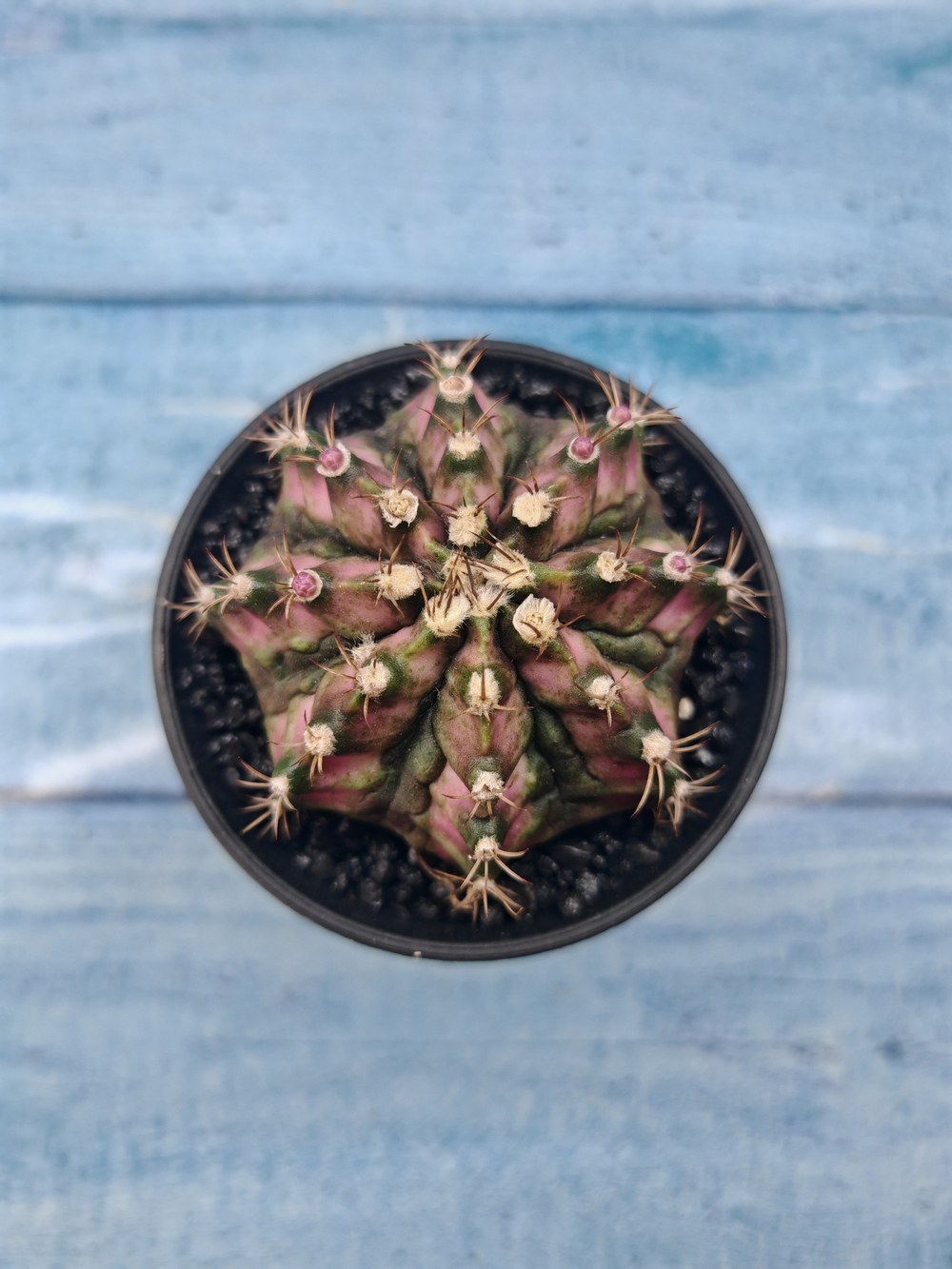 Gymnocalycium T-Rex Pink hybride (Гимнокалициум)