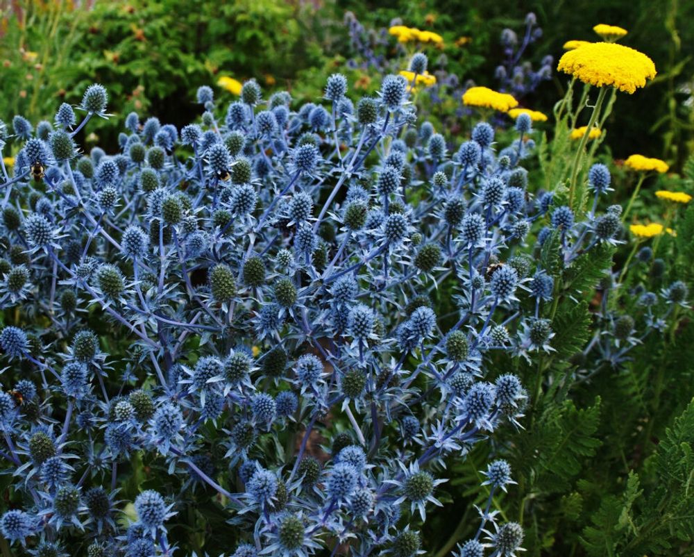 Синеголовник плосколистный Блауер Цверг С2 Закупка М39 июнь 2026 Синеголовник плосколистный Блауер Цверг С2 Закупка М39 июнь 2026