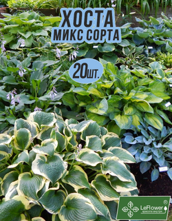 Хоста Корневище, Микс сортов, 20 шт.