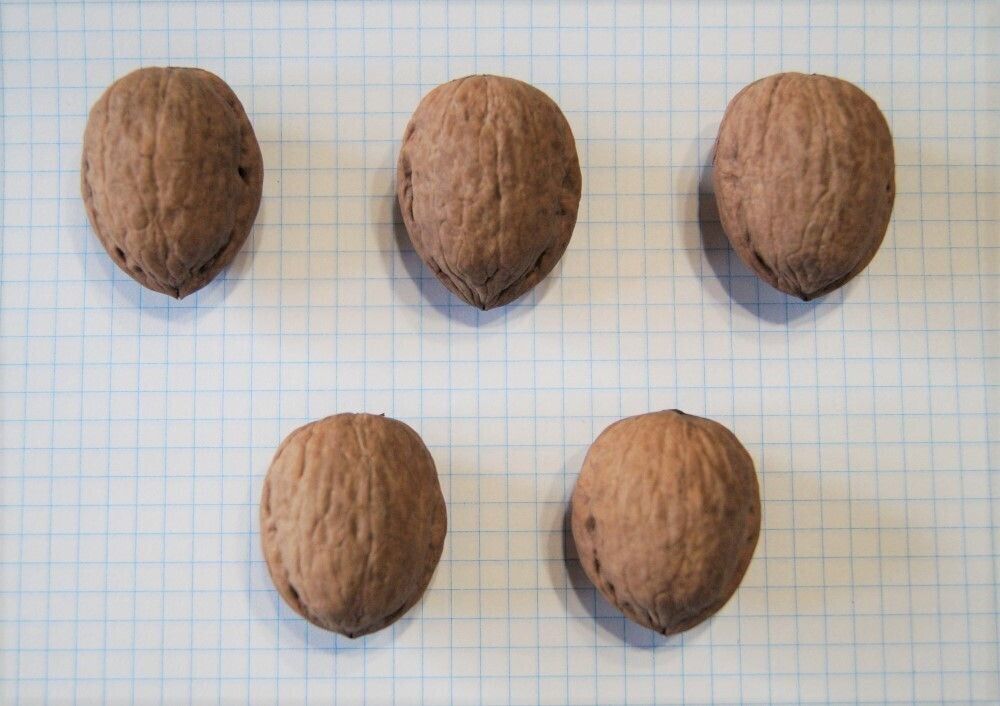 Семечка грецкого ореха. Орех чили. Семена грецкого ореха. Семена деревьев ореховых. Как выглядят семена грецкого ореха.