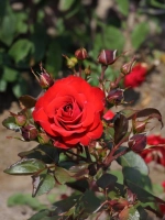 Роза флорибунда Европиана