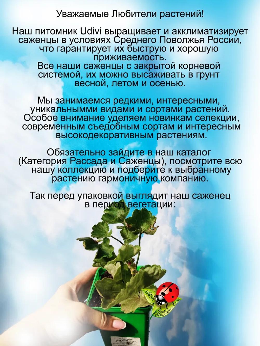 Пеларгония Род Солбаска тюльпановидная