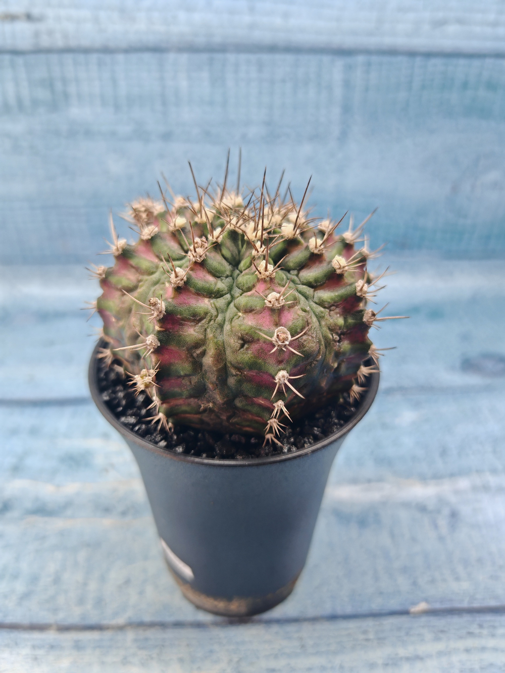 Gymnocalycium T-Rex Pink hybride (Гимнокалициум)