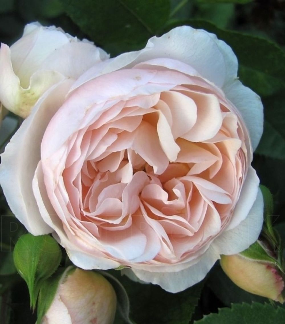 Шанталь Томасс (Chantal Thomass)