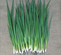 Катана F1 семена лука на перо (Sakata / Саката)