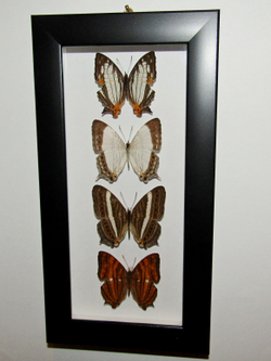 Бабочки Цирестисы в рамке