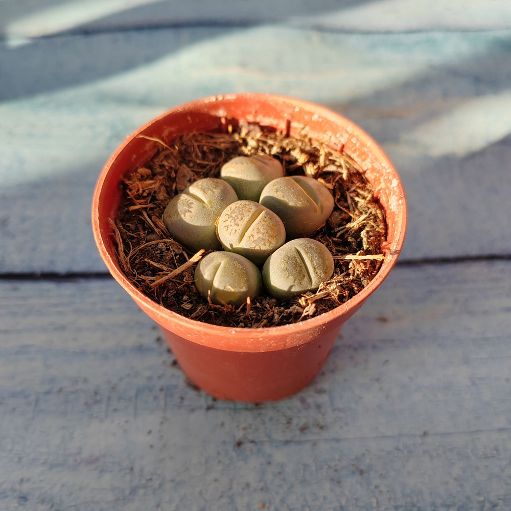 Lithops sp. (Литопсы)