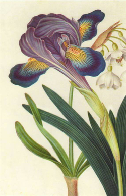 100 Flowers: One Hundred Postcards from the Royal Horticultural Society