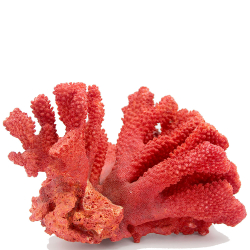 Коралл "Куст" губчатый колорированный 775,0
