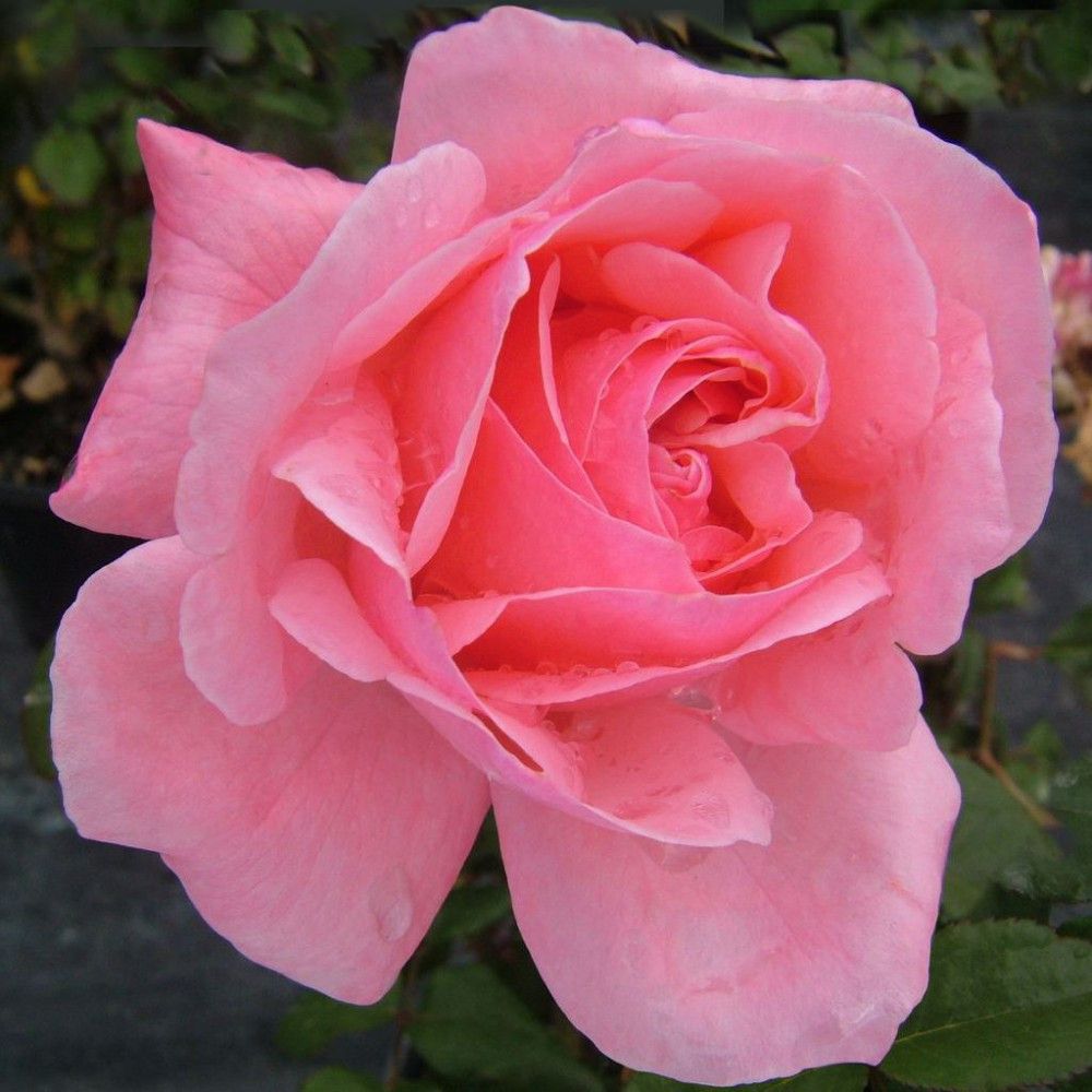 Роза чайно-гибридная Квин Эллизабет