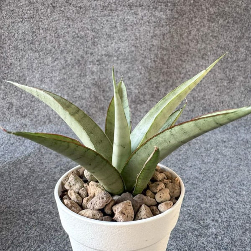 Сансевиерия LAMEKIA