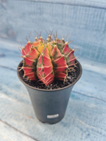 Gymnocalycium Variegata (Гимнокалициум Вариегатный)