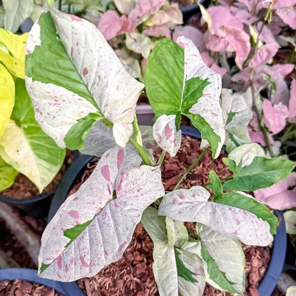 Сингониум MILK CONFETTI LAVA