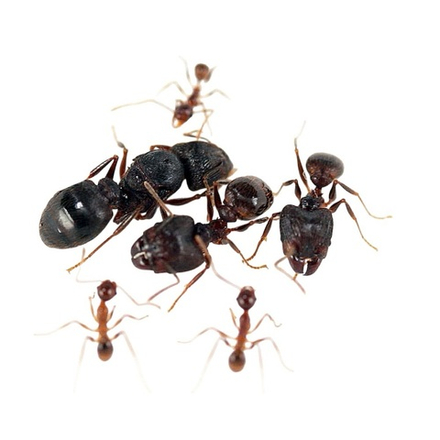 Муравьи Pheidole yeensis