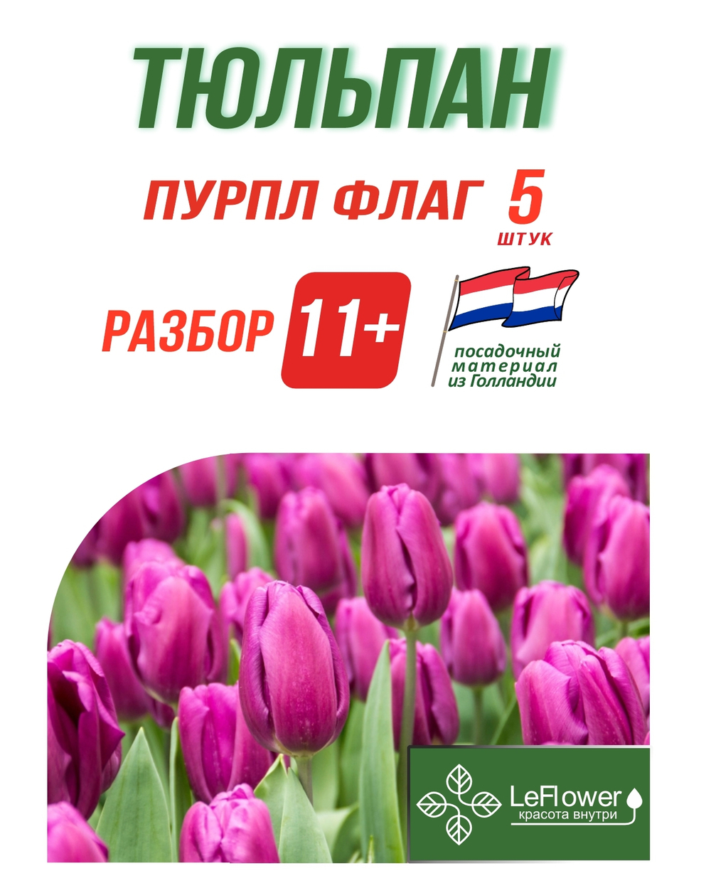 Тюльпан Луковица, Пурпл Флаг 5 шт, разбор 11+