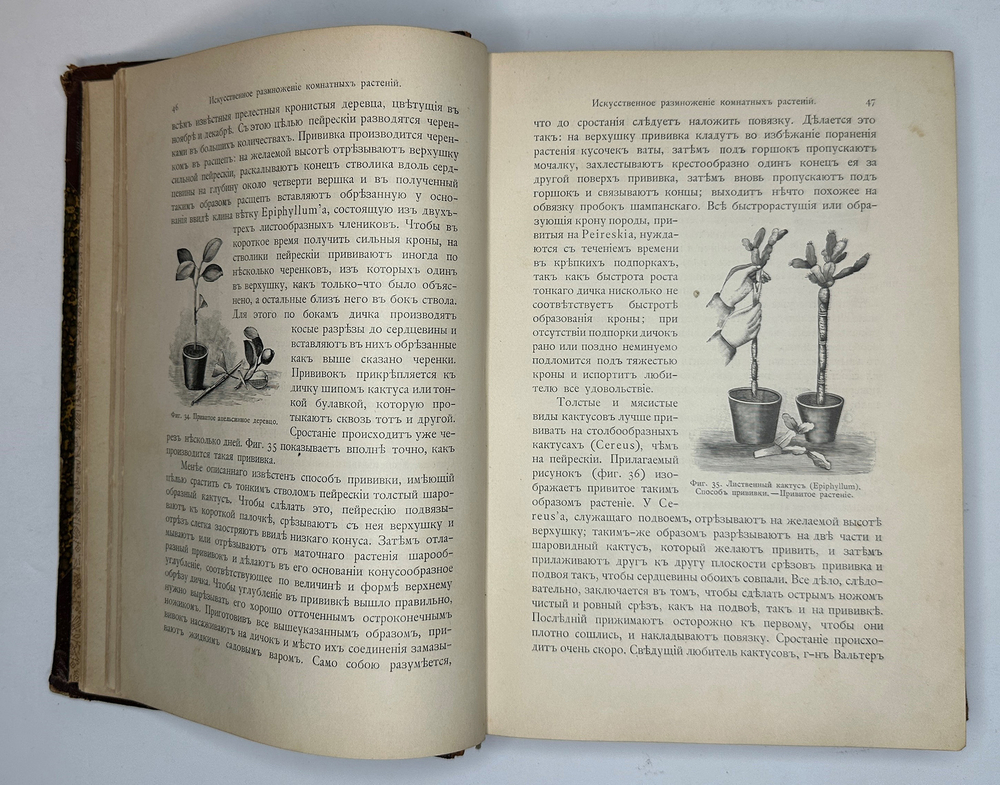 Гесдерфер М. Комнатное садоводство. СПб. Изд. Девриена, 1898г.