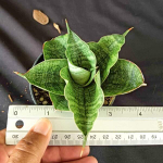 Сансевиерия LION HEART