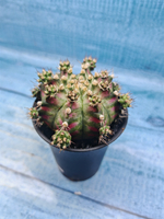 Gymnocalycium T-Rex Pink hybride (Гимнокалициум T-rex)