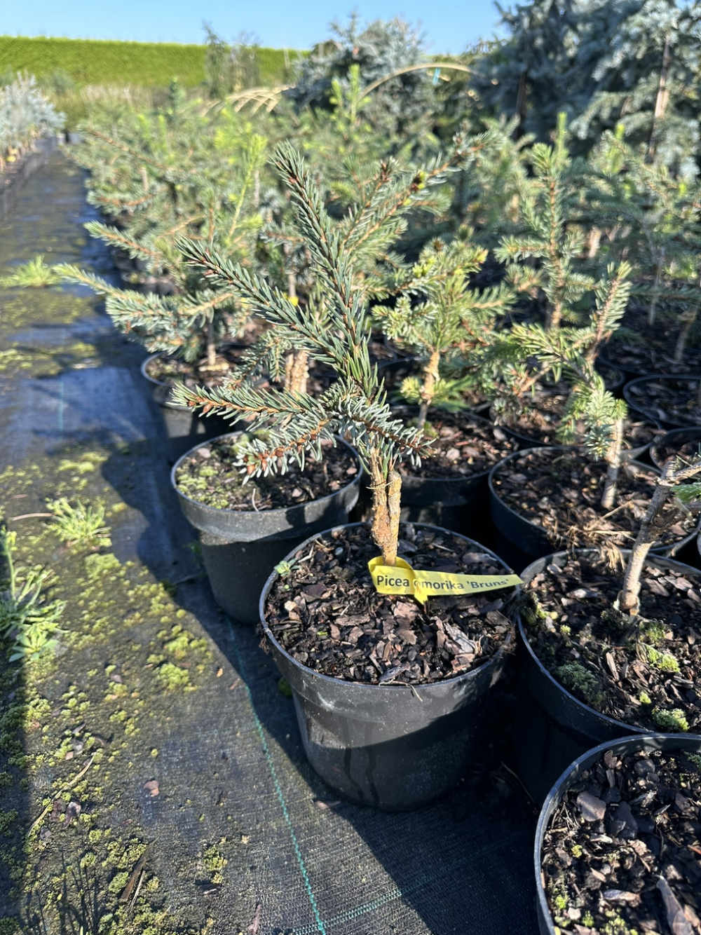 Ель сербская Брунс Р9 30-40 см Закупка М62 апрель-май 2026